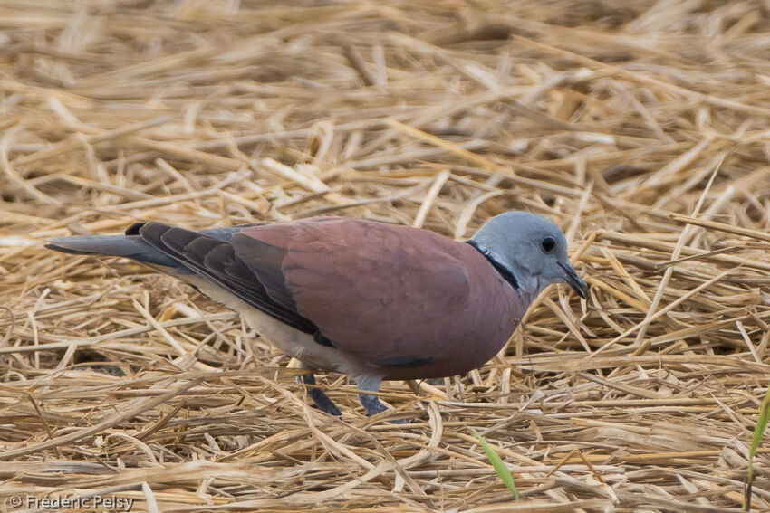 Tourterelle à tête grise mâle adulte, identification