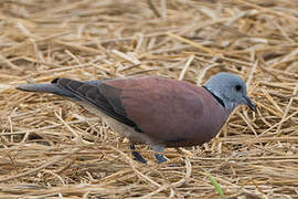 Red Collared Dove