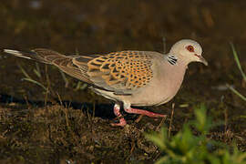 European Turtle Dove