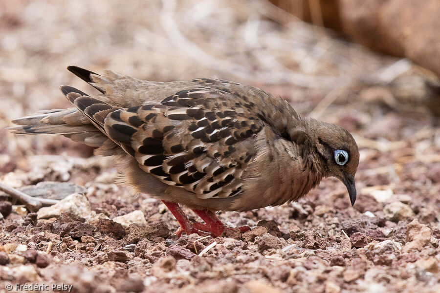 Tourterelle des Galapagos