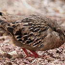 Tourterelle des Galapagos