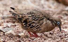 Galapagos Dove