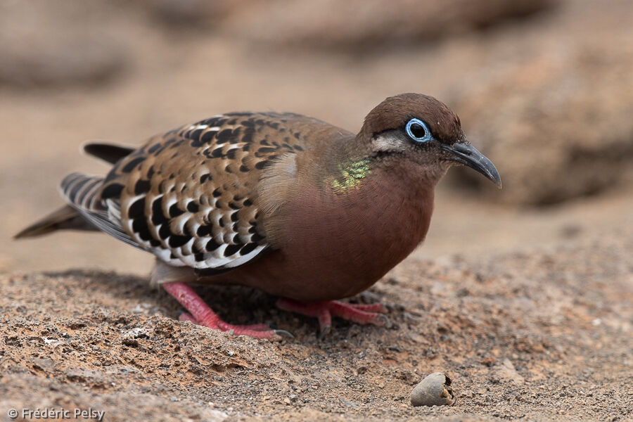 Tourterelle des Galapagos