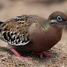 Tourterelle des Galapagos