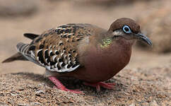 Tourterelle des Galapagos