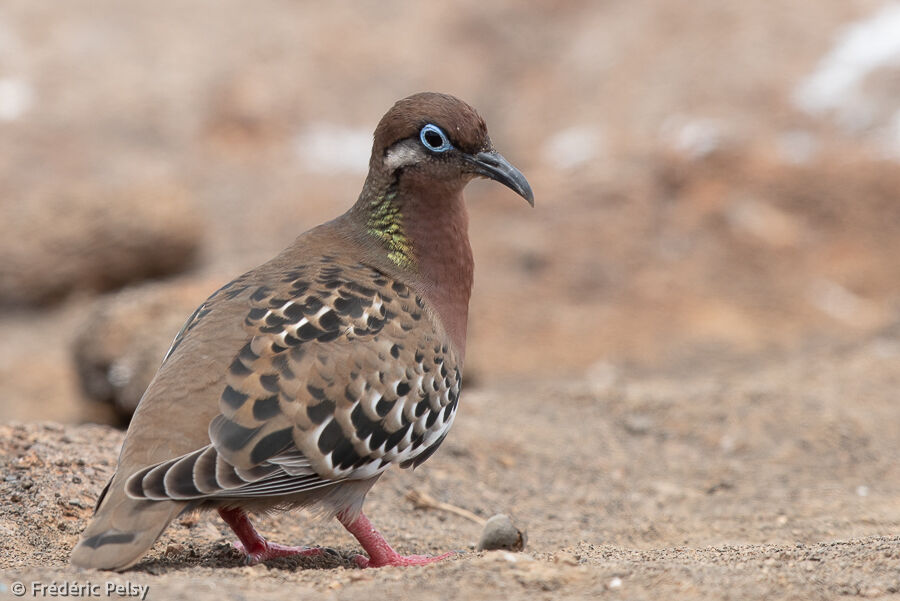 Tourterelle des Galapagos