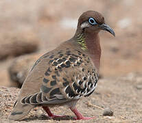 Galapagos Dove