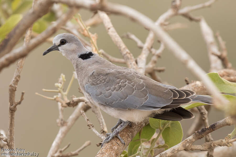 Ring-necked DoveFirst year, identification