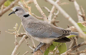 Ring-necked Dove