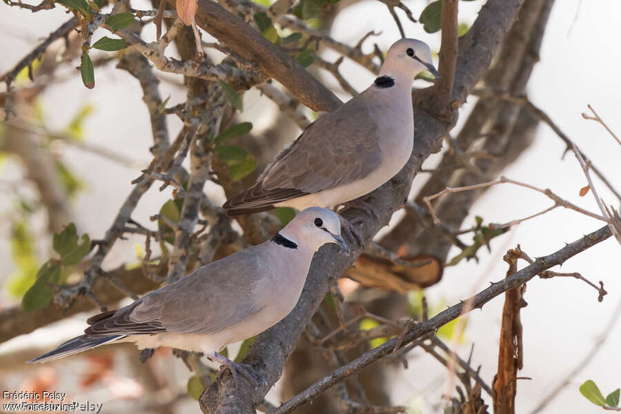 Ring-necked Doveadult, habitat, pigmentation