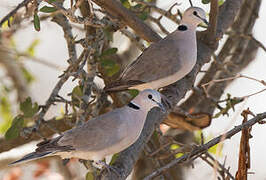 Ring-necked Dove