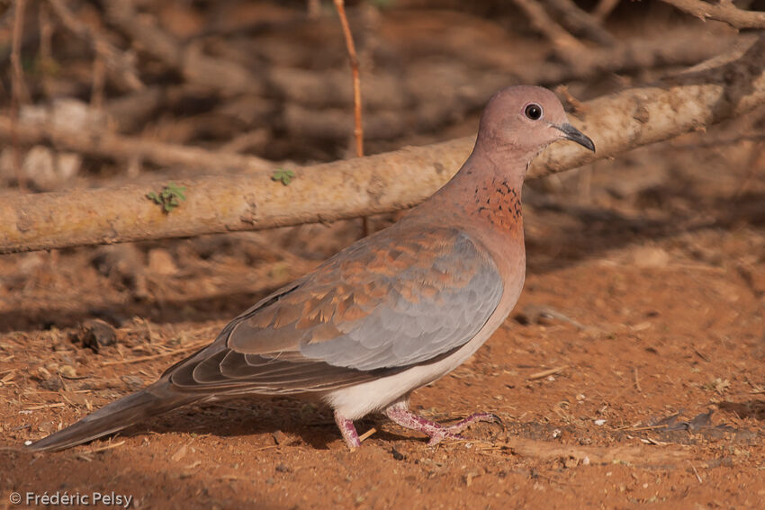 Laughing Dove