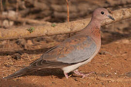 Laughing Dove