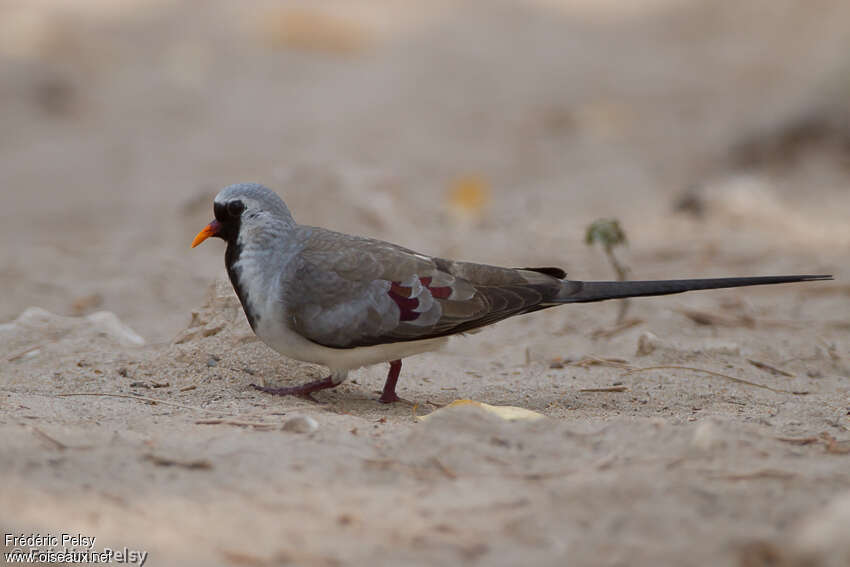 Namaqua Dove male adult, pigmentation, walking