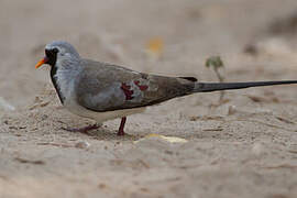 Namaqua Dove