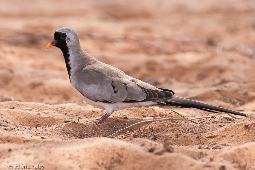 Namaqua Dove male