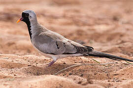 Namaqua Dove