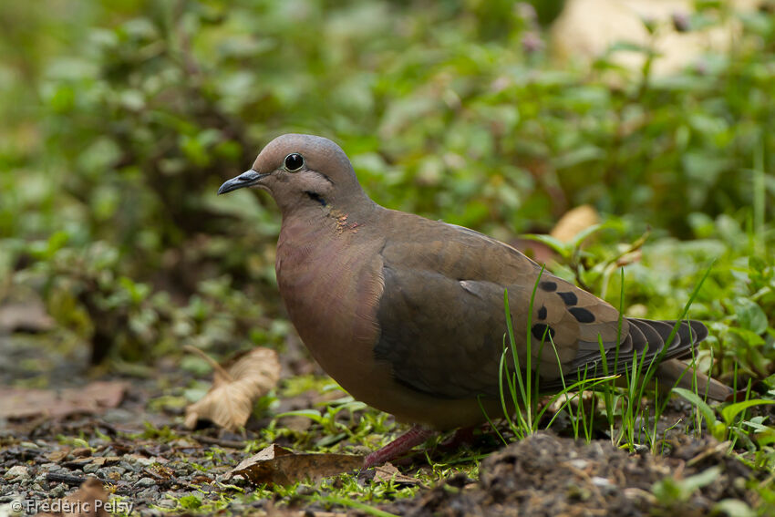Eared Dove
