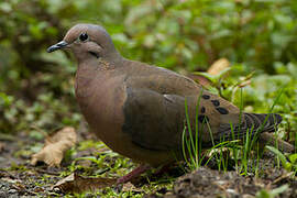 Eared Dove