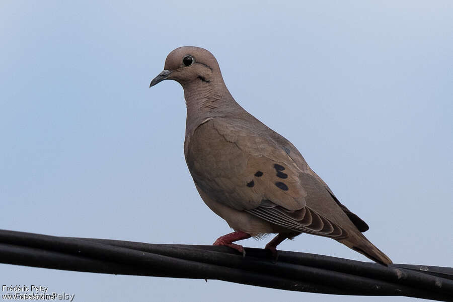 Eared Doveadult, pigmentation, Behaviour