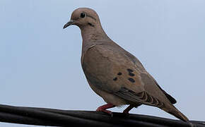 Eared Dove