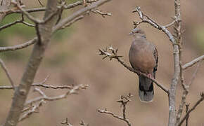 Oriental Turtle Dove