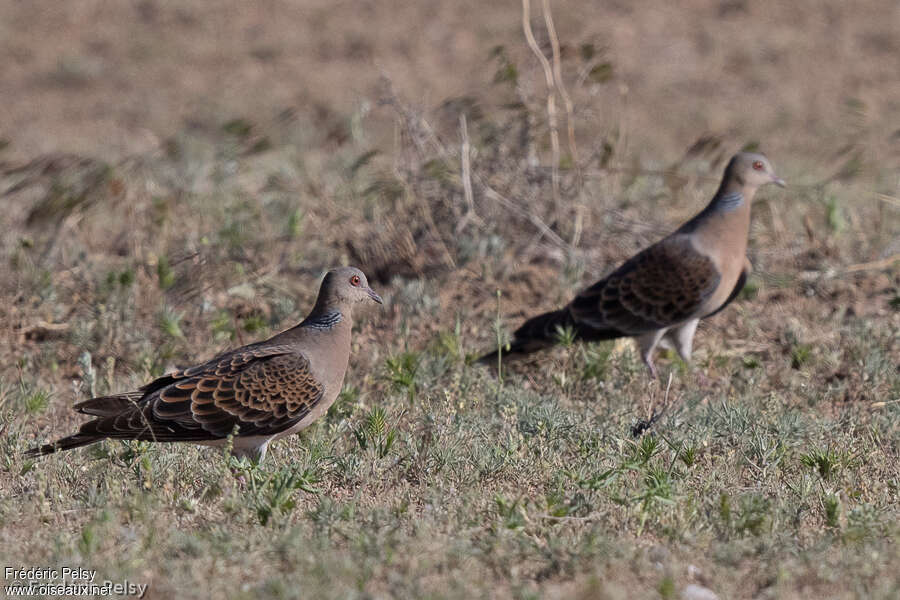 Oriental Turtle Doveadult, identification