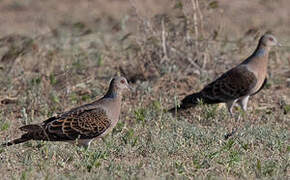 Oriental Turtle Dove