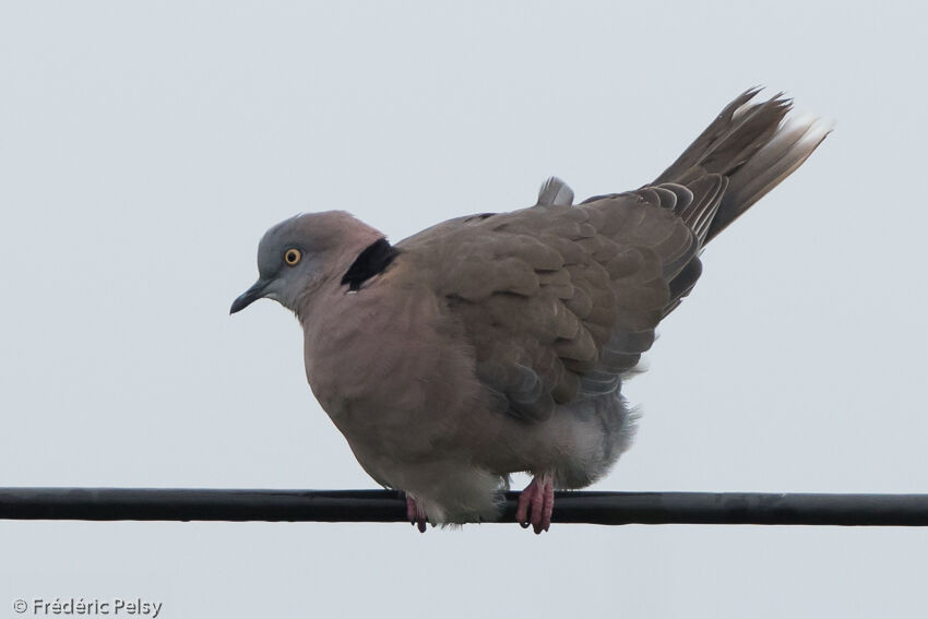 Mourning Collared Doveadult