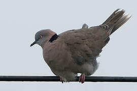 Mourning Collared Dove