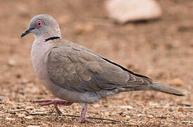 Mourning Collared Dove