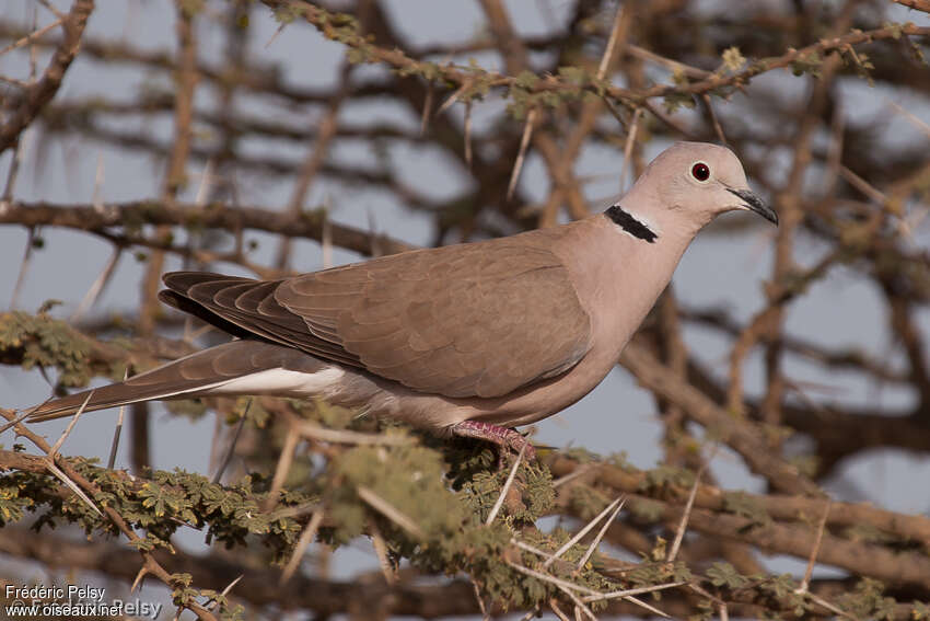 African Collared Doveadult, close-up portrait