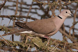 African Collared Dove