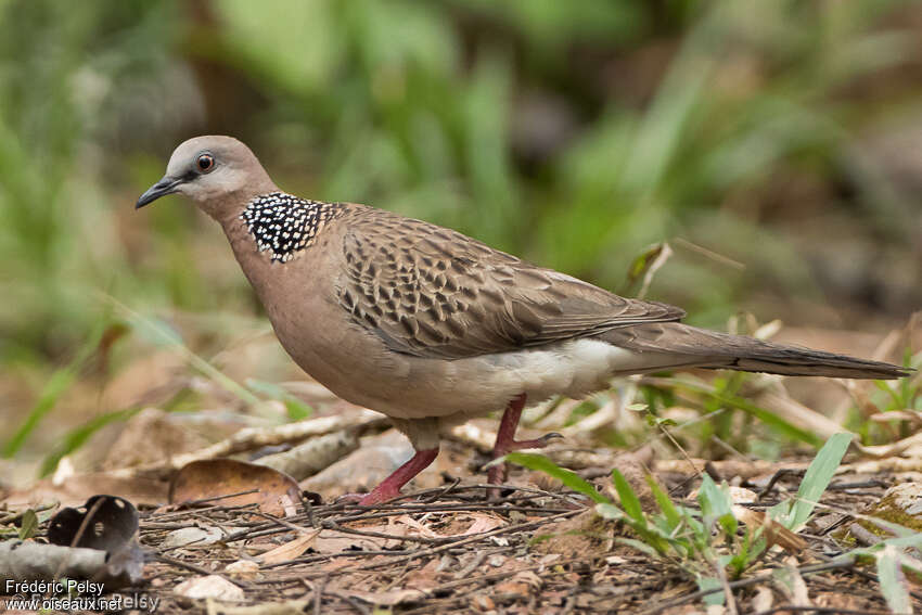 Tourterelle tigrineadulte, identification