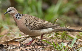 Spotted Dove