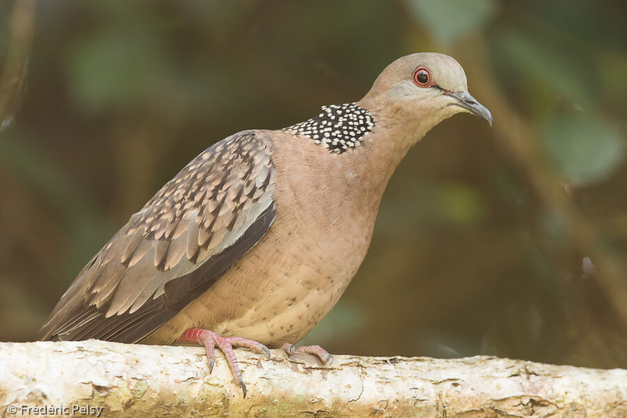 Spotted Dove