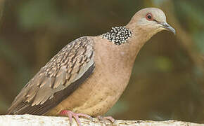 Spotted Dove