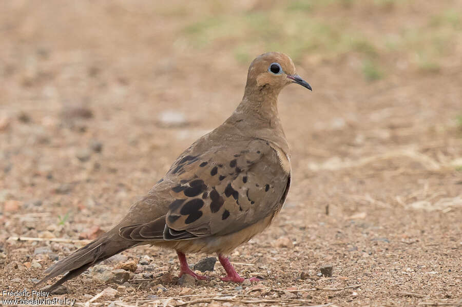 Mourning Doveadult, identification