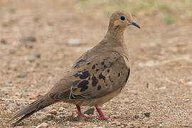 Mourning Dove