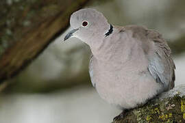 Eurasian Collared Dove