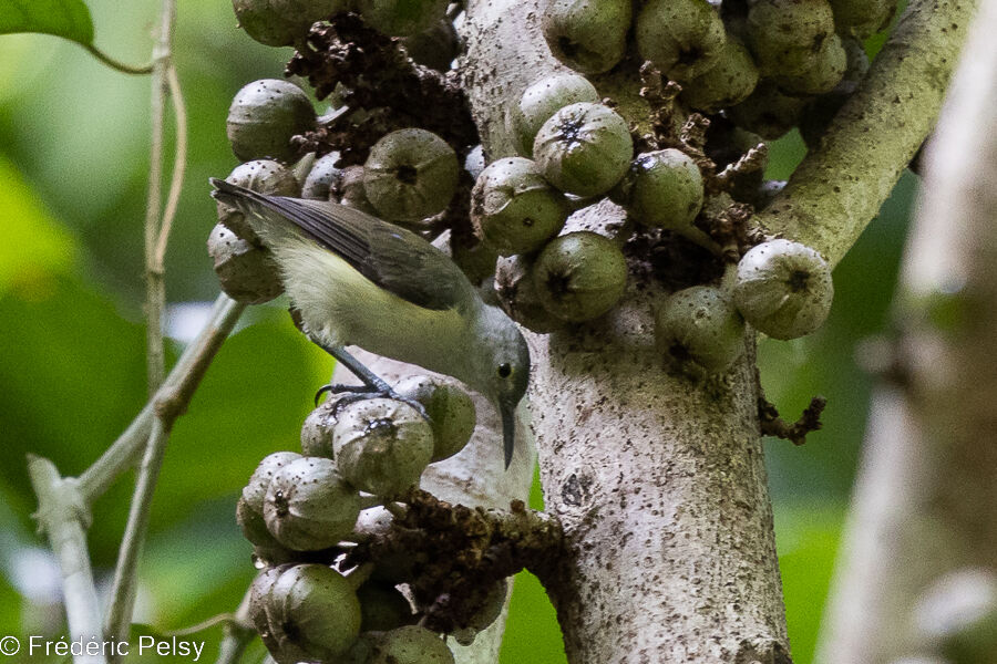 Spectacled Longbill