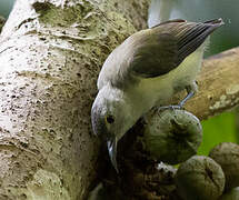 Spectacled Longbill