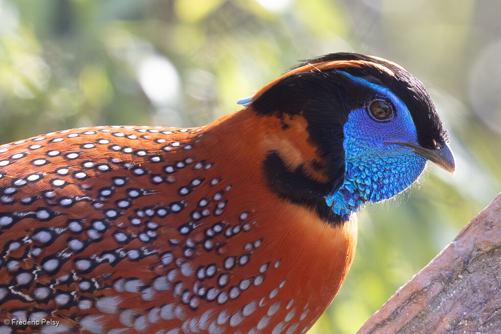 Tragopan de Temminck mâle
