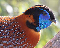 Tragopan de Temminck