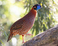 Tragopan de Temminck
