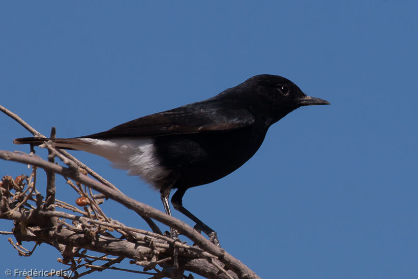 White-crowned Wheatear