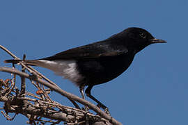 White-crowned Wheatear