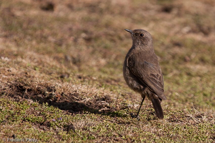 Moorland Chat