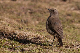 Moorland Chat