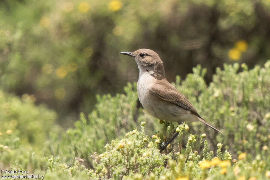 Sickle-winged Chatadult, identification